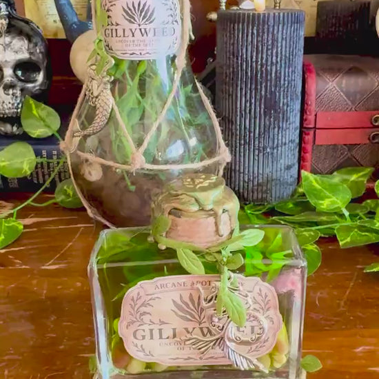Gillyweed Potion | Seaweed in a Bottle | Decorative Fantasy Wizard Collectible